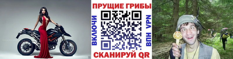 кракен зеркало  даркнет какой сайт  Псилоцибиновые грибы Cubensis  закладки  Богданович 